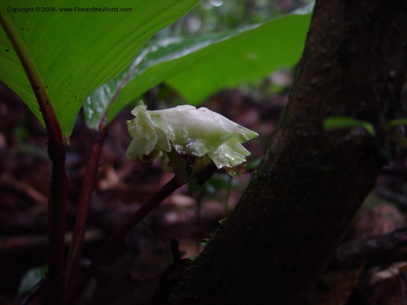 Calathea--Fr. Guiana. Kaw Mts. Along 'Caves Trail'. 20 Mch 02. 001.jpg