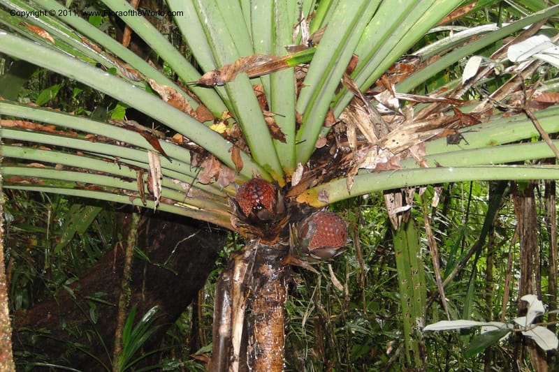 Pandanus joskei. M. Callmander 959--Fiji. Colo i Suva Forest Park. 8 Feb 2011. 024 (8).jpg