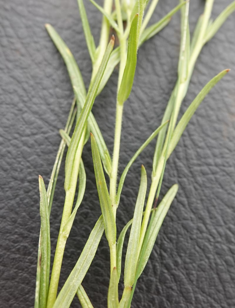 Microsteris gracilis, C. Davidson 13756--Oregon. Wallowa Co. Zumwalt.Trail Cr. Rd. 4 Jun 2018. DSC04078 (229).JPG