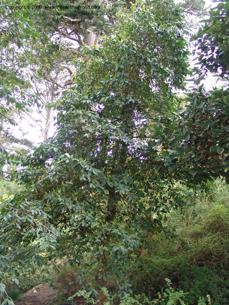 Cleyera theoides--CA. San Francisco Botanical Garden (Strybing Arb.). 30 Mch 06. 321.jpg