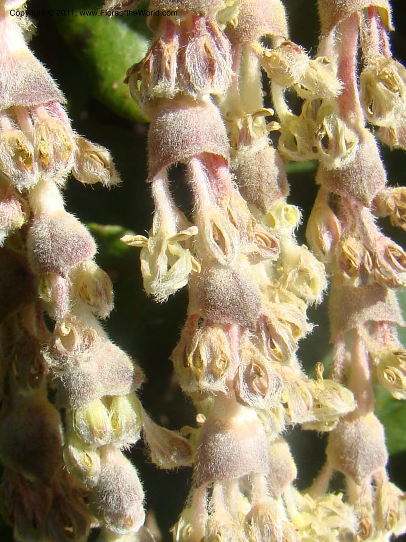 Garrya elliptica, C. Davidson 11826--CA. Moonstone Beach. 26 Jan 2011. 012 (8).jpg
