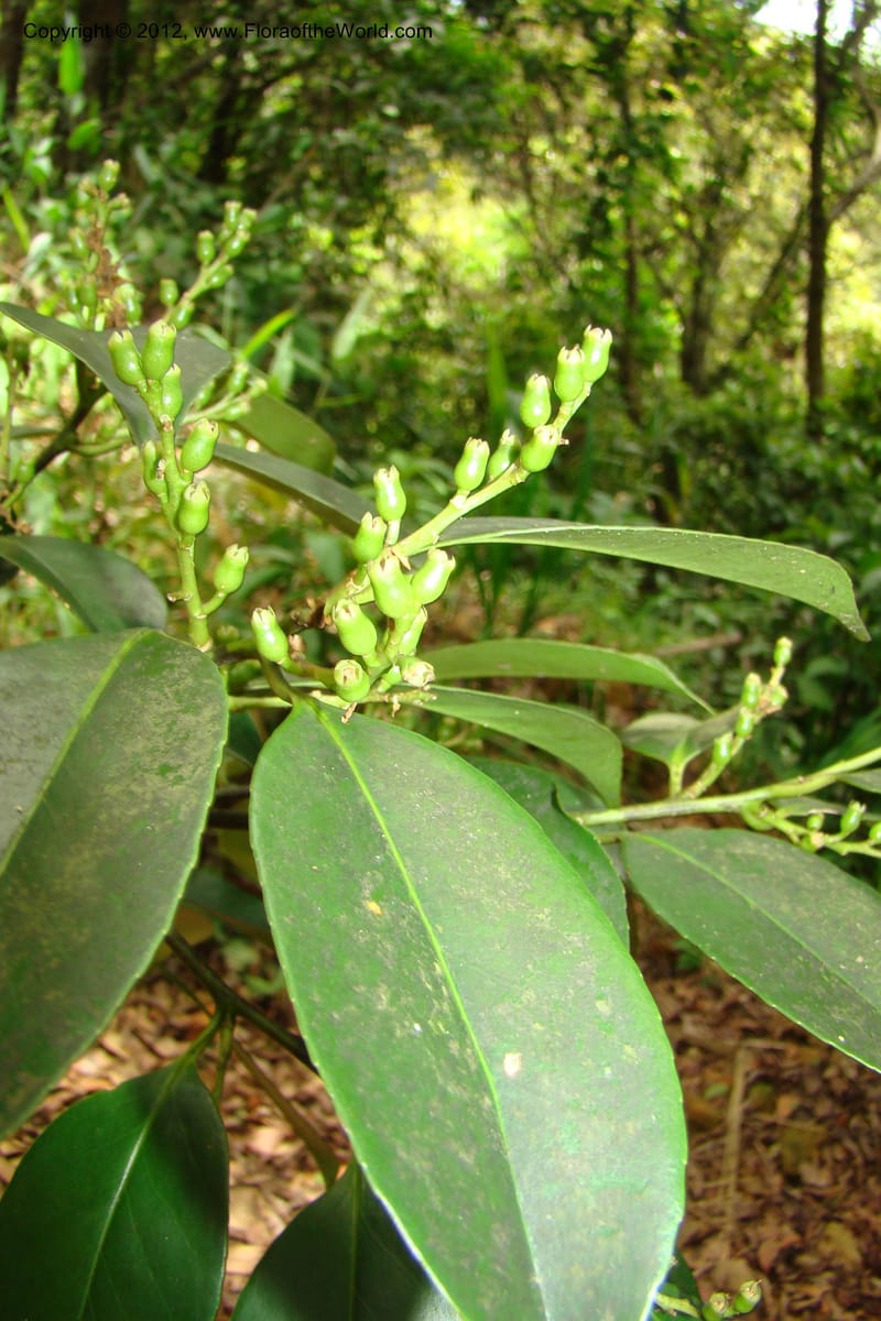 Symplocos, Regalado 1755--Viet Nam. Thua Thien Hue Prov. Phu Loc Distr. Bach Ma. 13 Apr 09. 465.jpg