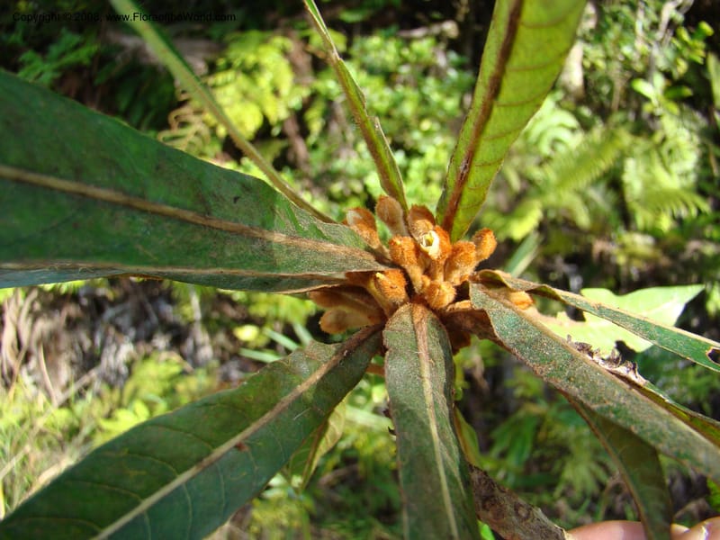 Beccariella rubicunda, JMunzinger x--New Caledonia. Mandjelia. 13 Nov 07. 243.jpg