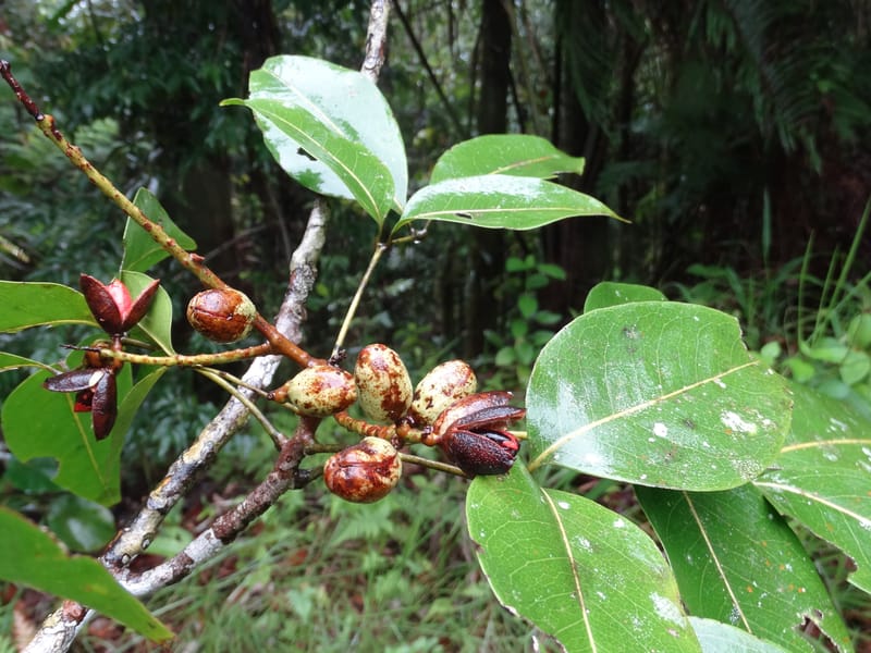 Lepidocupaniopsis concolor, Munzinger, J 7390--Fiji. Across the road from Waisali RF. 8 Nov 2015. DSC00330 (269).JPG