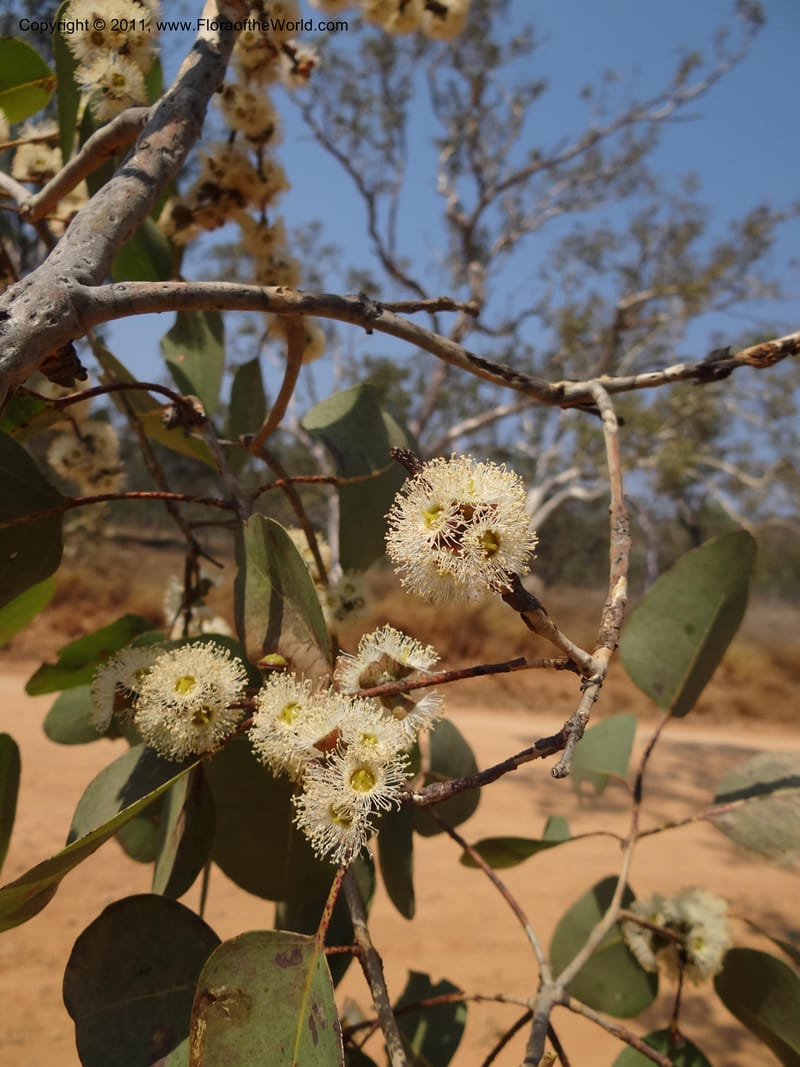 Eucalyptus platyphylla, B. Gray 9065--Australia. Queensland. Bakerville. 22 Sep 2011. (7).JPG