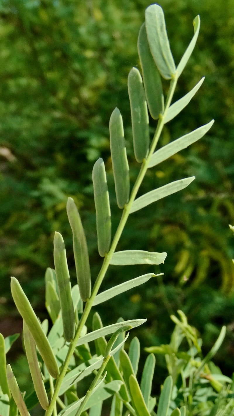 Prosopis glandulosa torreyana, Davidson, C 13168--California, Afton Canyon, 22 Apr 2016  8301 (5).JPG