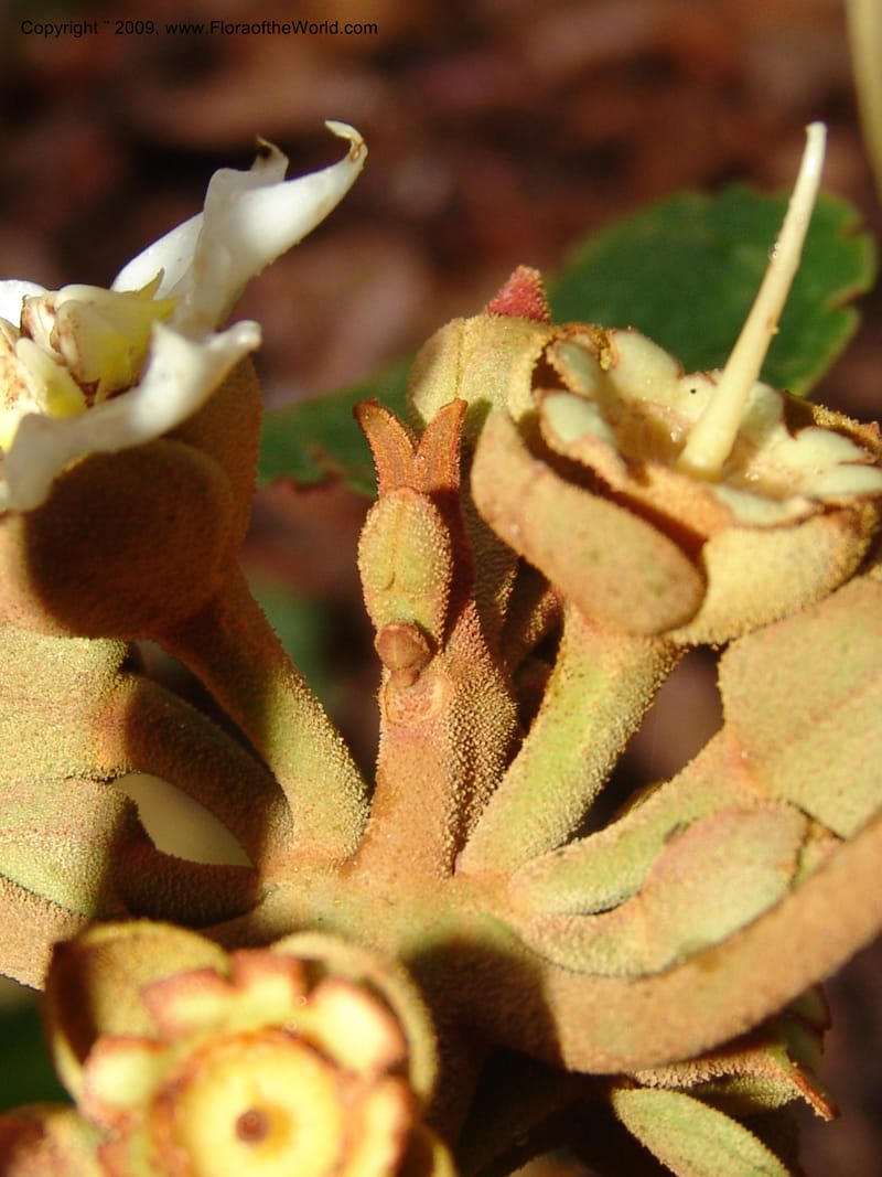 Blakea, DNeill15917--Ecuador. Prv. Zam. Ch. C del Condor. Wawaime plot. 22 Sep 07. 440.jpg