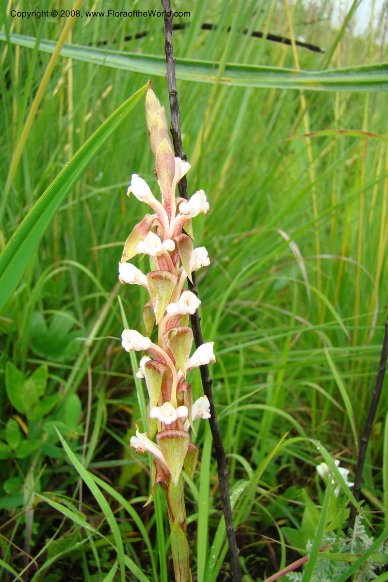 Satyrium neglectum v. brevicalcar, WKindeketa3026--Tanz. Makete Distr. Kitulo Nat. Pk. 25 Jan 08. 190.jpg