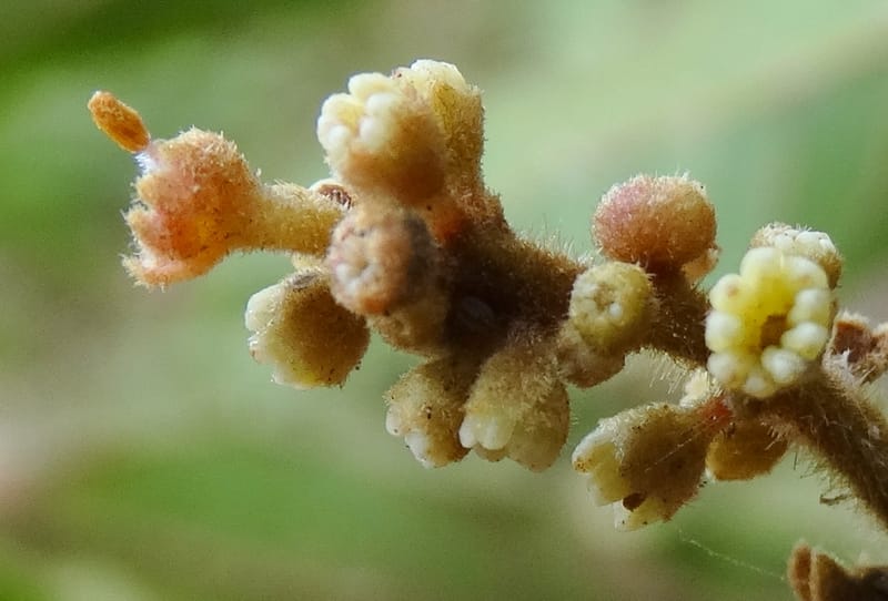 Alectryon vitiensis, Munzinger, J 7376--Fiji. Valeni Vill. 6 Nov 2015. DSC09910 (28).JPG