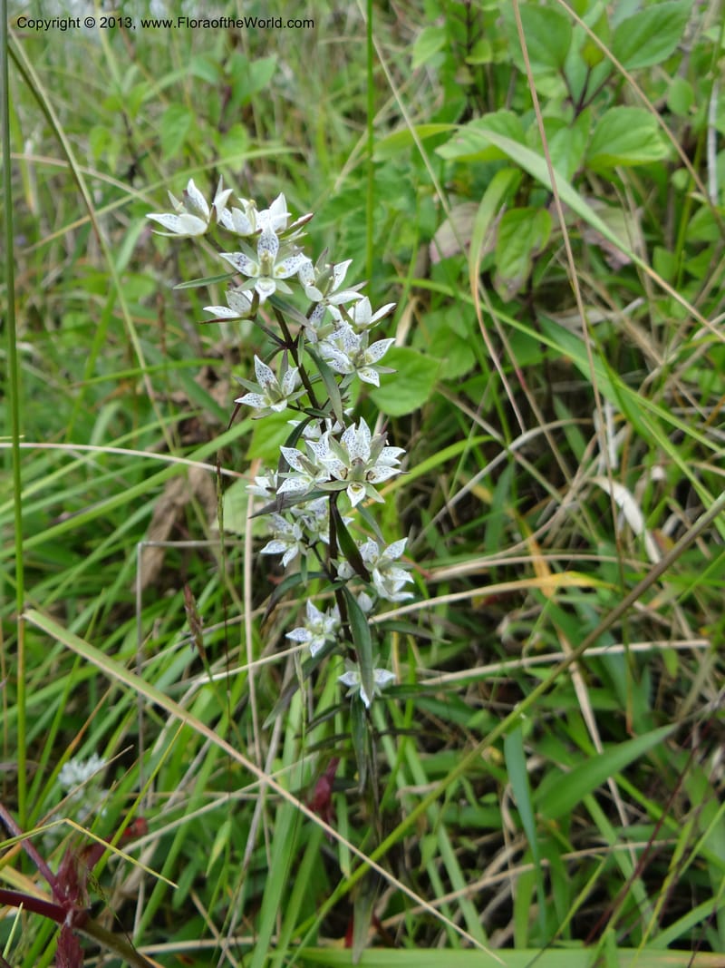 Swertia angustifolia, VC 5497--Thailand. Chiang Mai Prov. Doi Inthanon Nat. Park. 8 Nov 2012. DSC07747 (241).JPG