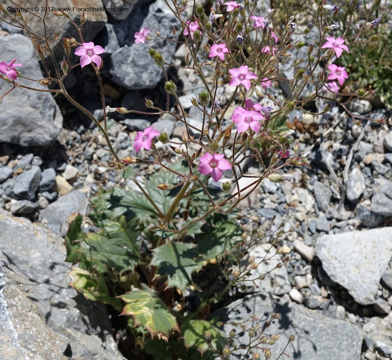 Gilia latifolia, Davidson, C 13078--California. Inyo Co. Last Chance Mts. 16 Apr 2016.  (126).JPG