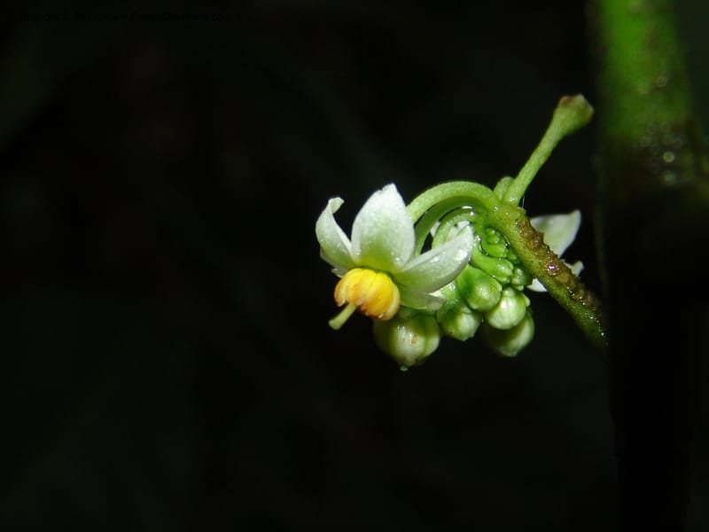 Solanum, Croat95124--Ecuador. Prov. Esmeraldas. Alto Tambo. 21 Feb 05. 043.jpg