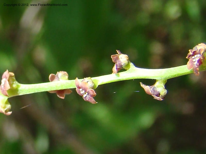 Dioscorea, N. Martinez M. 2431--MX. Chiapas. Jiquipilas. Cerro el Campanario. 14 Sep 08. 193 (8).jpg