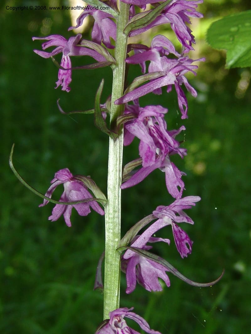 Dactylorhiza euxina--Georgia. Borjomi-Kharagauli Nat. Pk. 8  Jun 05. 122.jpg