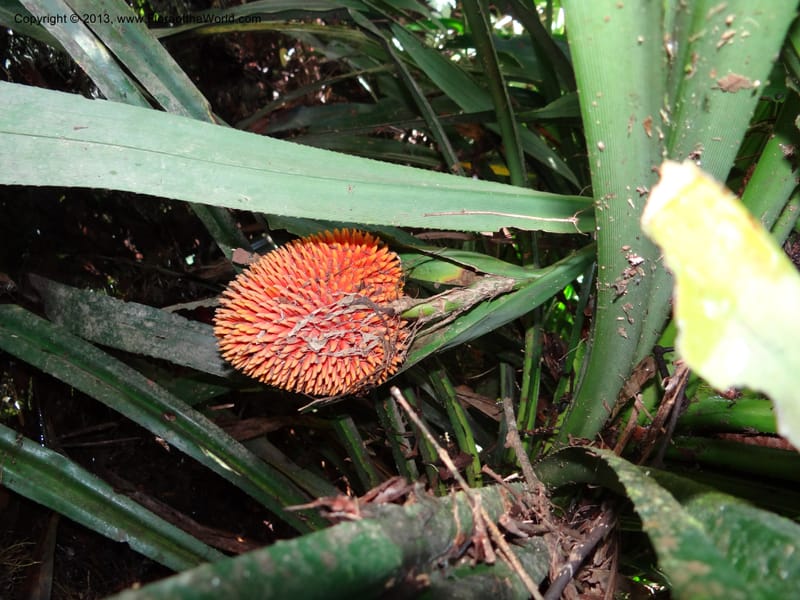 Pandanus fusinus, Callmander 1006--Sarawak. Gunong Fairy. 27 Mar 2012. DSC05525 (6).JPG