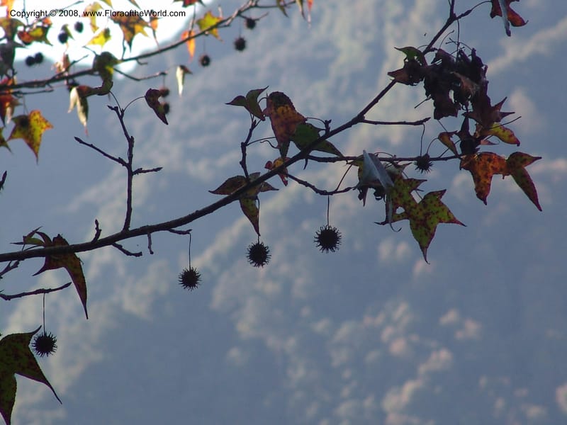 Liquidambar styraciflua  var mexicana--MX. Chiapas. Trail to El Triunfo Biosphere Pres. 9 Nov 04. 130.jpg