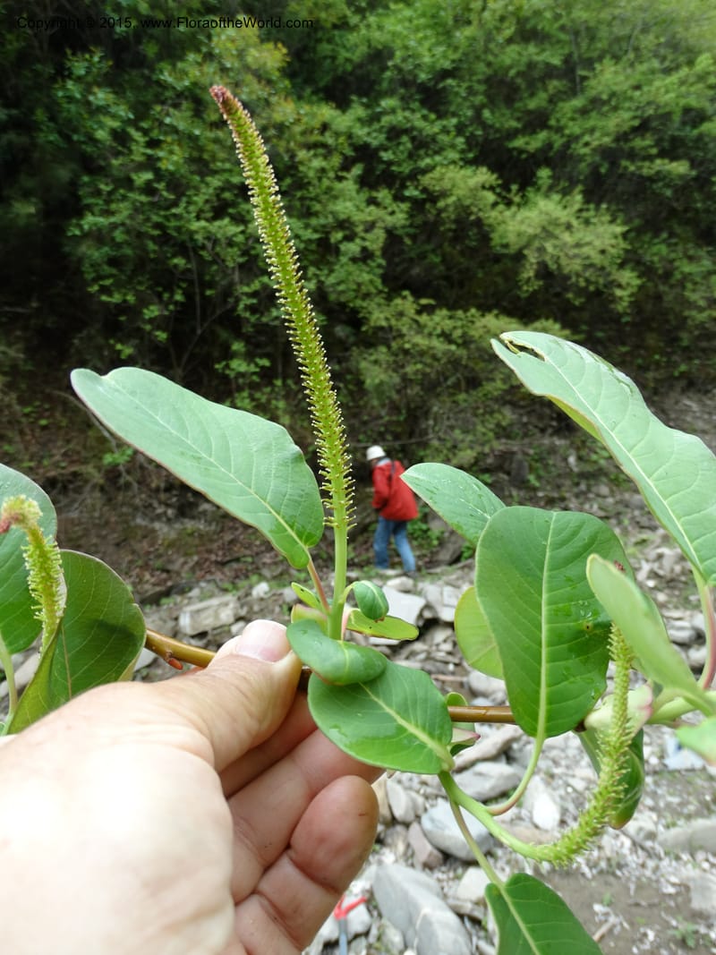 Salix, Boufford, D 43739--China. Sichuan. XinZhaZi Gou. 14 May 2014. DSC06426 (42).JPG