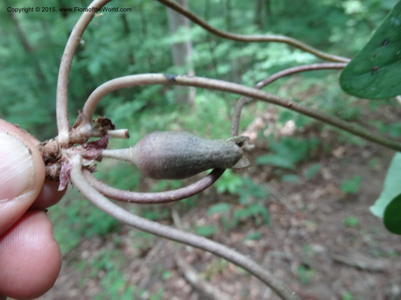 Asarum arifolium, Davidson, C 13035--Georgia. Stephens Co. Panther Cr. 18 May 2015.  (52).JPG
