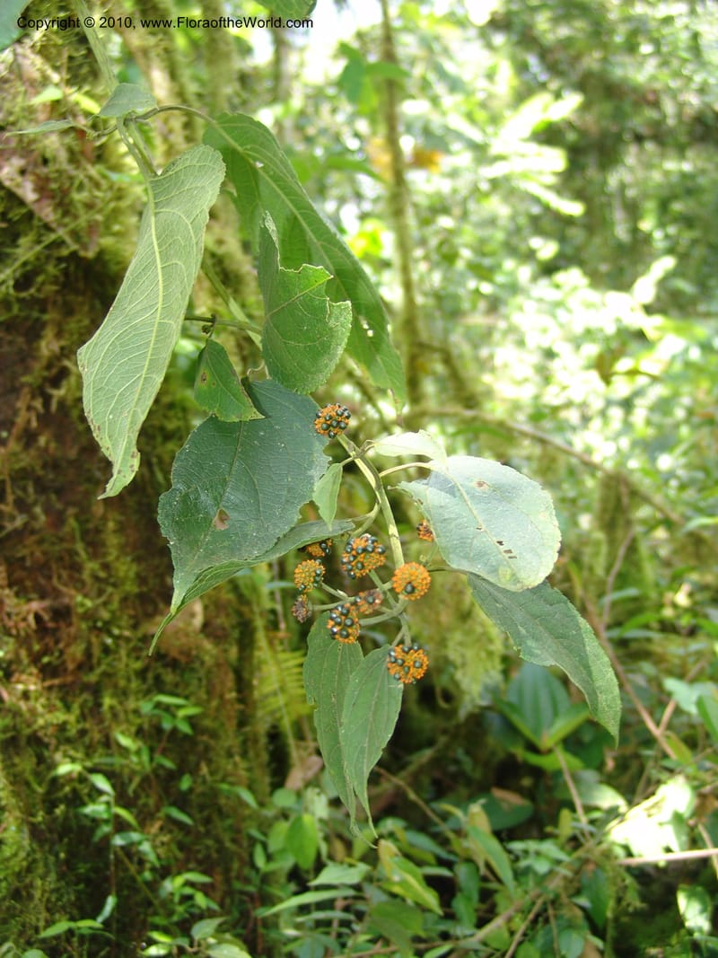 Tilesia baccata, Croat 95818--Ecuador. Maquipucuna Biol. Res. Send. Princip. 12 Mar 06. 259.jpg