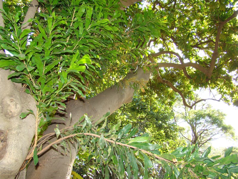 Floydia praealta--Australia. Royal Botanic Garden, Melbourne. 19-20 Mch 08. 147.jpg