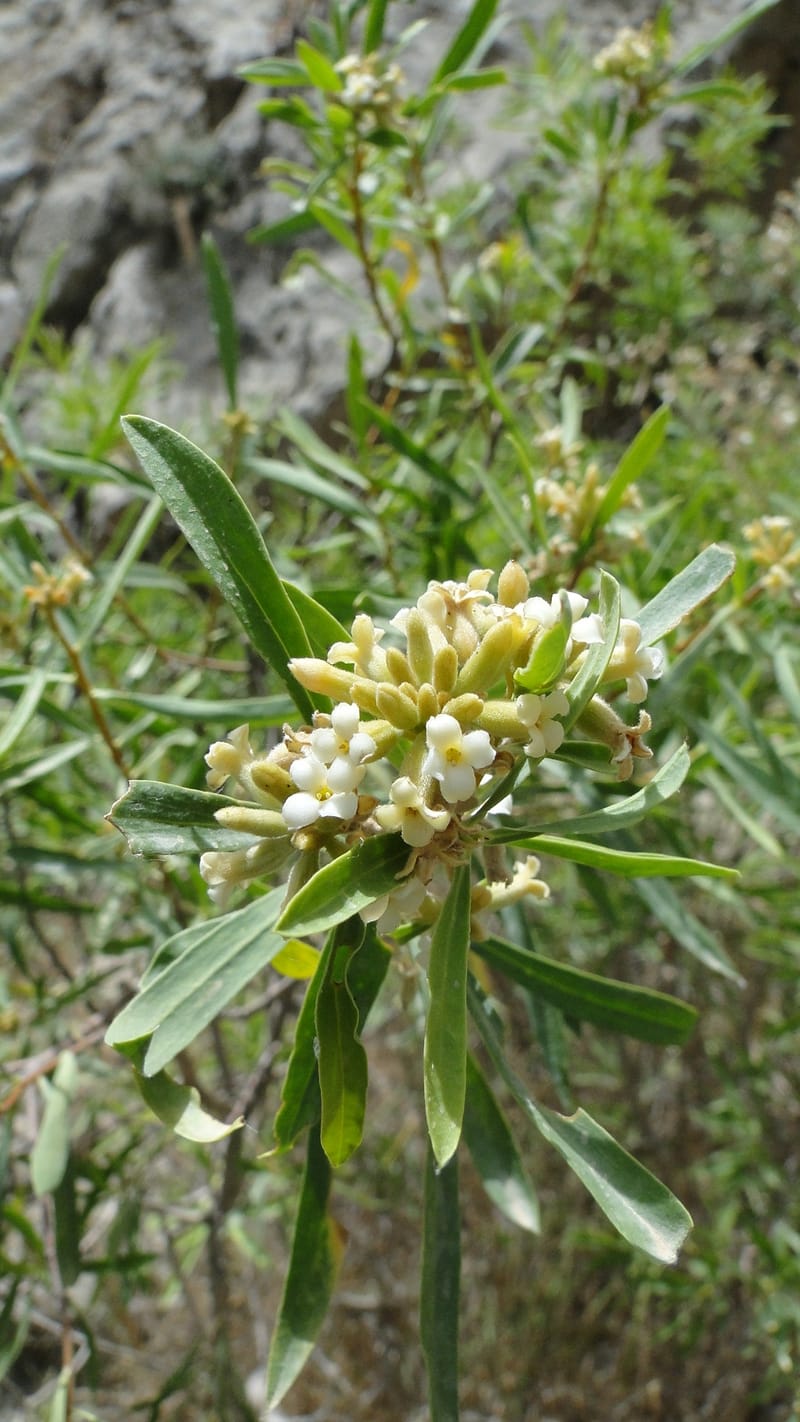 Daphne mucronata, A. G. Miller 128.3--Iraq. Kurdistan. Shakh-i Pira Magun. 10 June 2010. 131.jpg