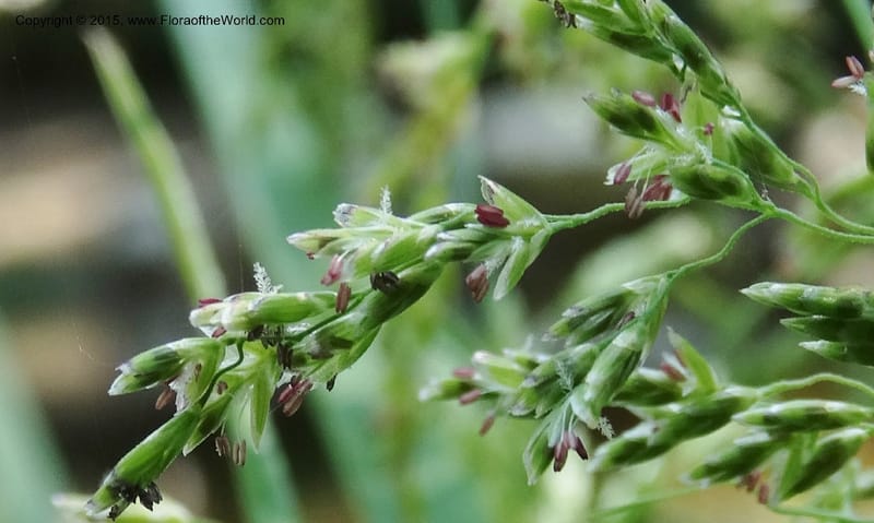 Torreyochloa pallida var. pauciflora, Davidson, C 12609--Idaho. Valley Co. Payette Lake. Sylvan Cr. 20 Jul 2014. DSC00669 (49).JPG