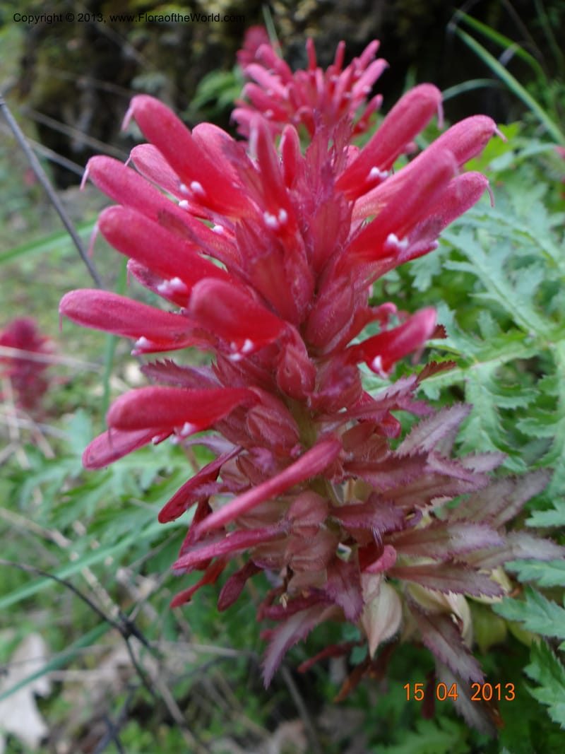 Pedicularis densiflora, Davidson, C 12118--USA, CA, Trinity Co.  15 Apr 2013  9916 (2).JPG