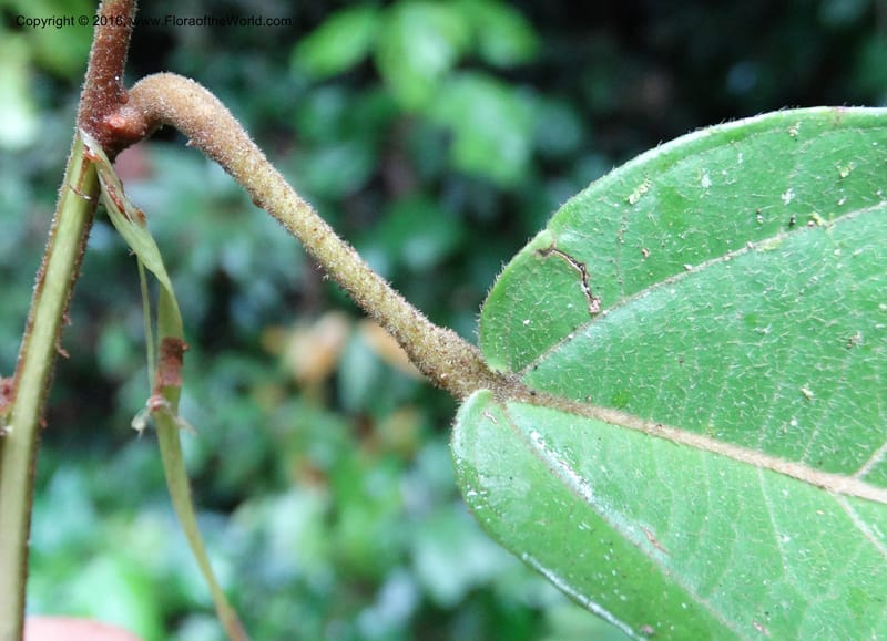 Byttneria, Davidson, C 12752--Sabah. Sg. Nelumad. 12 Oct 2014. DSC04383 (228).JPG