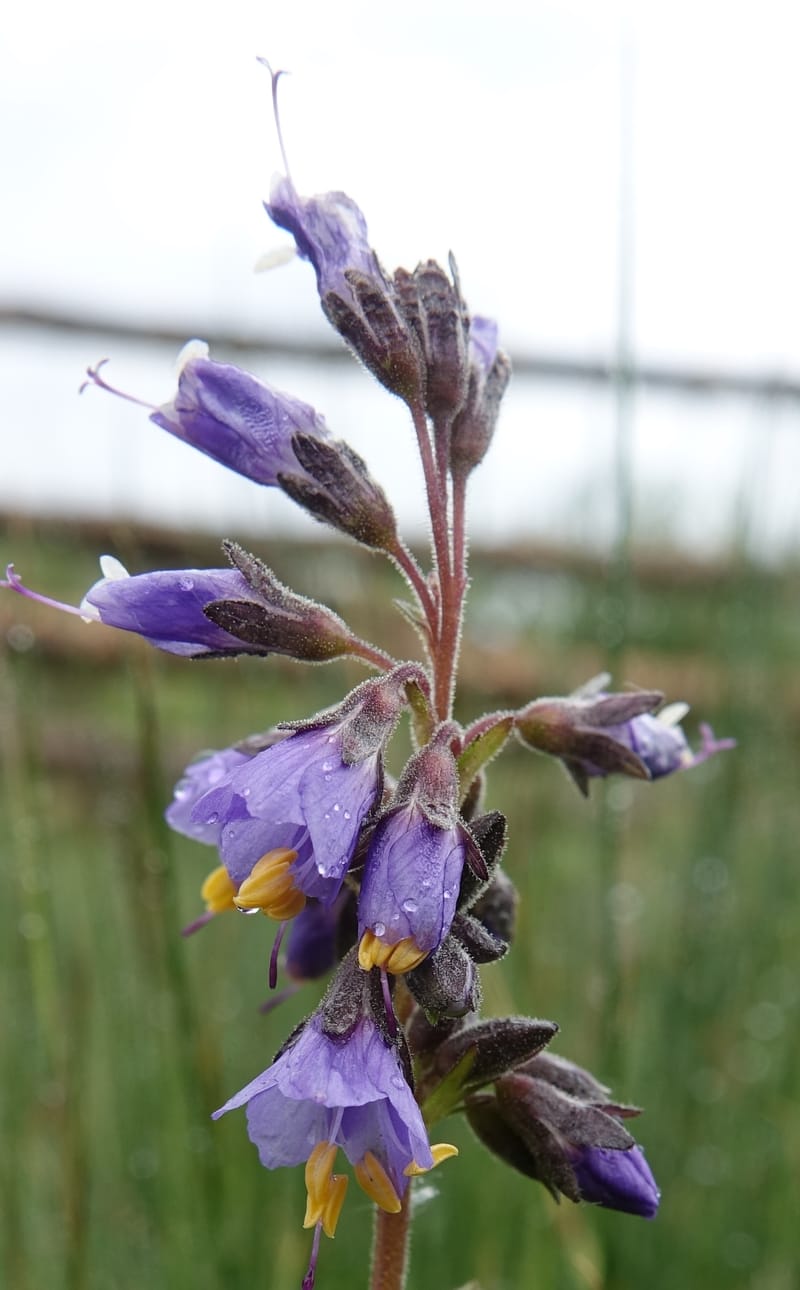Polemonium occidentale, C. Davidson 13641--ID. Fremont Co. Duck Cr. Ranch. 16 Jun 2017. DSC01937 (88).JPG
