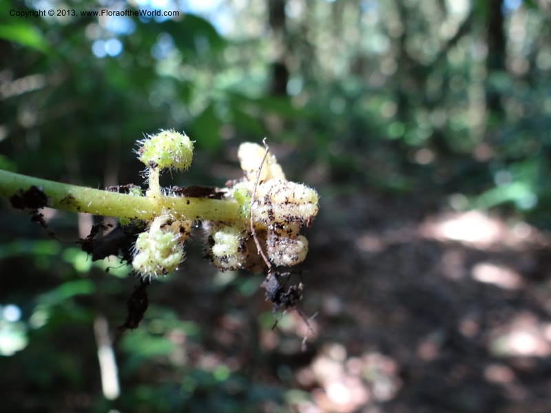 Pedicularis, VC 5501--Thailand. Chiang Mai. Doi Inthanon Nat. Park. 8 Nov 2012. DSC07747 (51).JPG