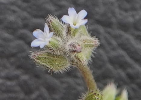Myosotis stricta, C. Davidson 13755--Oregon. Wallowa Co. Zumwalt.Trail Cr. Rd. 4 Jun 2018. DSC04078 (214).JPG