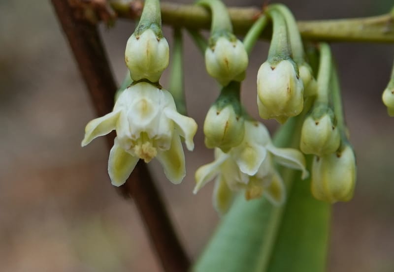 Erythroxylum sinense, D. Boufford 44093--China. Yunnan. Xia Jin Chang village. 29 Apr 2018. DSC00078 (9).JPG