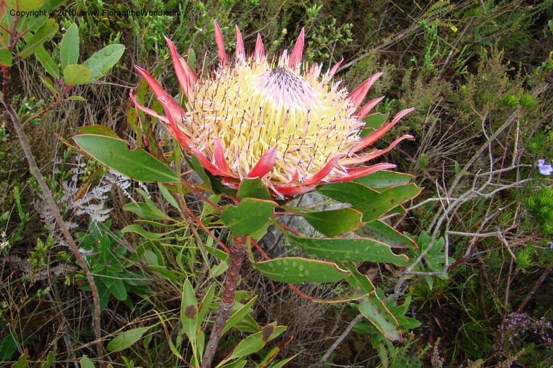 Protea cynaroides, C. Davidson 11499--South Africa. Marloth Nat. Res. Langeberg Mts. 22 Aug 09. 139 (8).jpg
