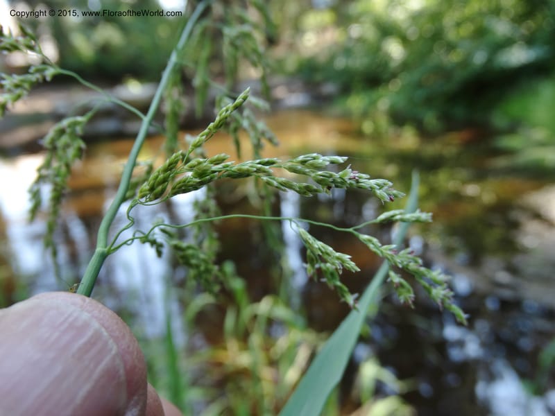 Torreyochloa pallida var. pauciflora, Davidson, C 12609--Idaho. Valley Co. Payette Lake. Sylvan Cr. 20 Jul 2014. DSC00669 (57).JPG