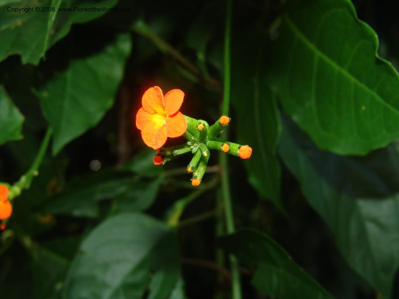 Psiguria warscewiczii--Costa Rica. Prov. Limon. La Selva Biol. Sta. 5 Nov 05. 194.jpg