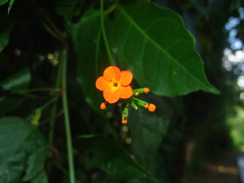 Psiguria warscewiczii--Costa Rica. Prov. Limon. La Selva Biol. Sta. 5 Nov 05. 193.jpg