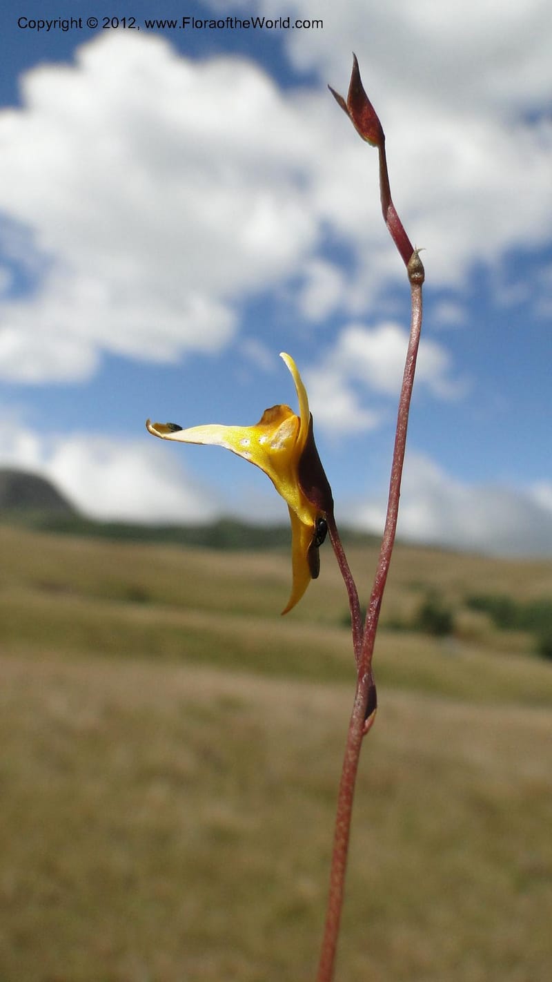 Utricularia prehensilis, N. Manjato 175--Madagascar. E of Ambositra toward Antoetra. 2 May 2010 196 (4).jpg