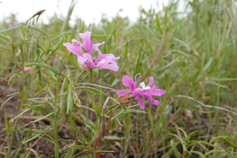 Clarkia pulchella, C. Davidson 13768--Oregon. Wallowa Co. Upper Camp Creek Canyon. 4 Jun 2018. DSC04733 (55).JPG