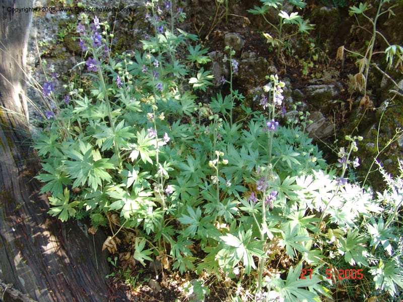 Delphinium staphisagria--Crete. Samaria Gorge. 27 May 05. 052.jpg