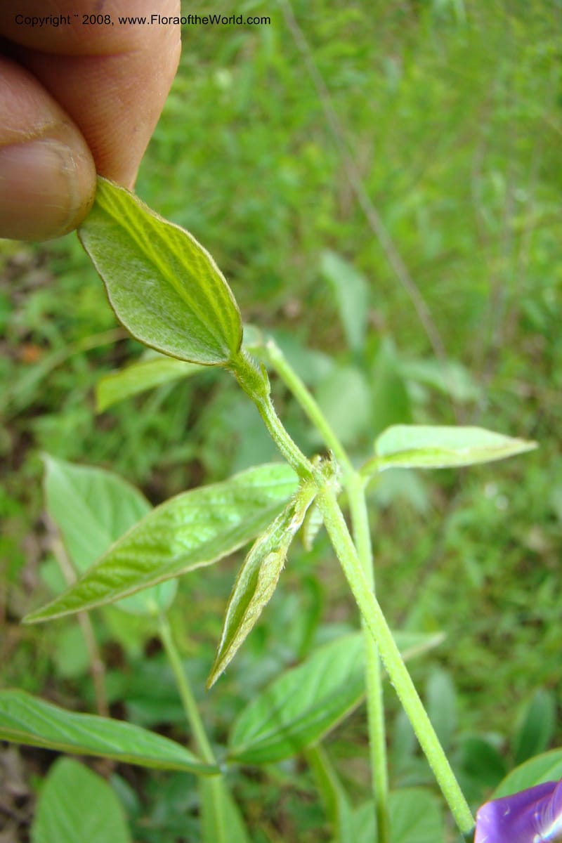 Dolichos kilimandscharica ssp. k., RGereau6999--Tanz. Mbeya R. Distr. Pungaluma Hills. 23 Jan 08. 216.jpg