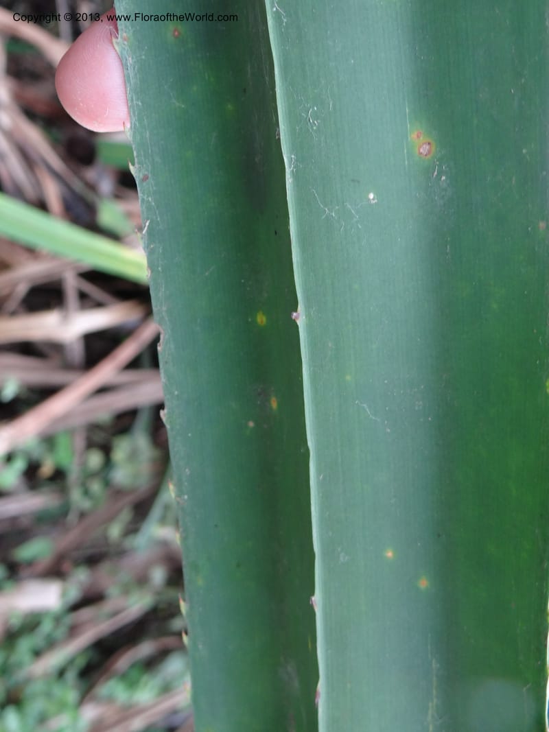 Pandanus unicornutus, Callmander, M 1049--Thailand. Chumphon Prov. Tambon Mab Amarit. 13 Nov 2012. DSC09009 (20).JPG