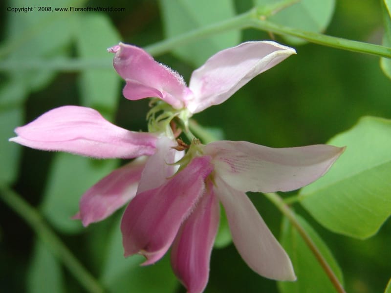 Indigofera kirilowii--IL. Chicago. Morton Arboretum. 1 Jul 05. 186.jpg