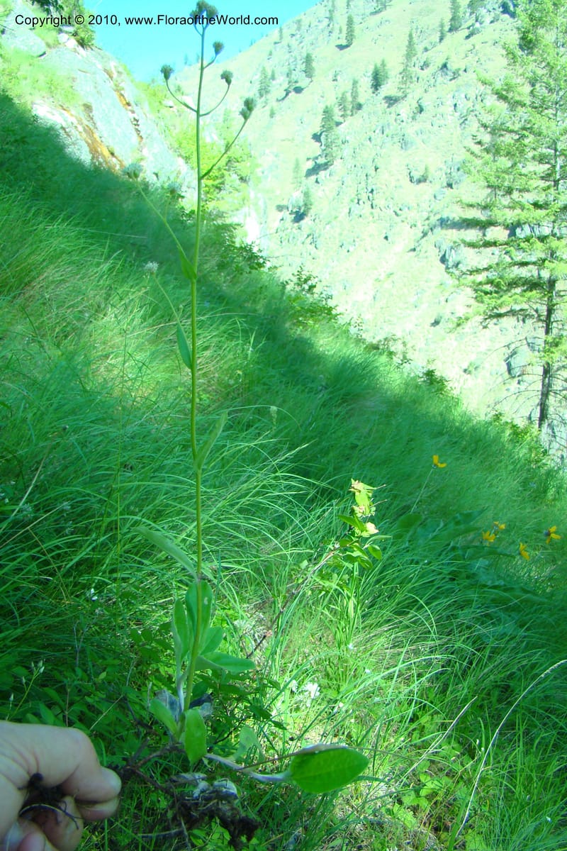 Antennaria racemosa, C. Davidson 11373--Idaho. Idaho Co. Salmon River. Polly Bemis Ranch. 27 May 2009. 098.jpg
