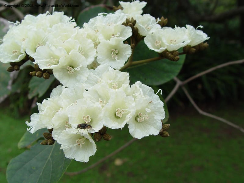 Cordia holstii--So. Africa. Durban Bot. Gard. 3 Oct 03. 076.jpg