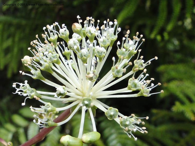 Myodocarpus fraxinifolius, (Lowry, P. P 7180)--New Caledonia. Mont Dore. 20 Jan 2010. 1842 (1).JPG