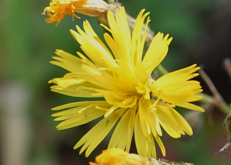 Hieracium scouleri, C. Davidson 13893--ID. Fremont Co. Fish Cr. Rd. Stop 2. 1 Aug 2018. DSC08790 (24).JPG