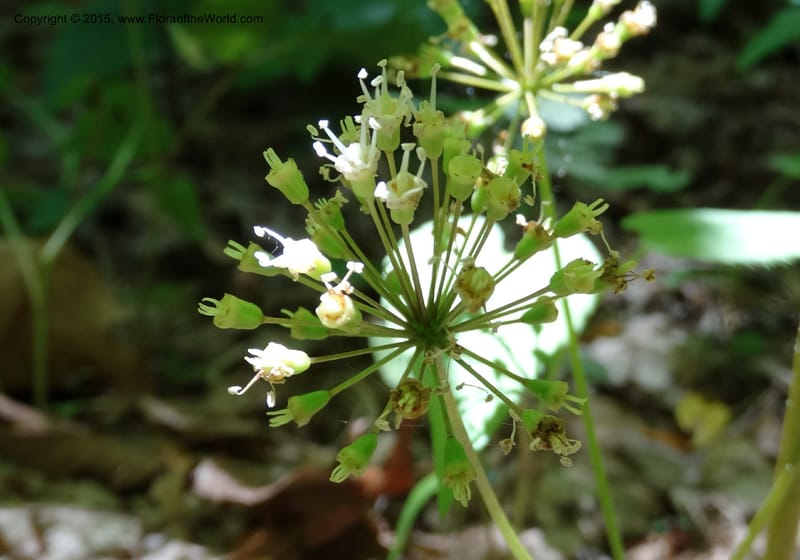 Aralia nudicaulis, Davidson, C 12999--North Carolina. Macon Co. Horse Cove Rd. 14 May 2015. DSC05455 (2).JPG