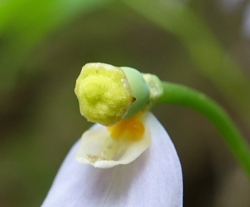 Ranzania japonica--Japan. Myoko Kenmin-no-mori. Hiuchiyama Trial. 27 May 2016.  (131).JPG