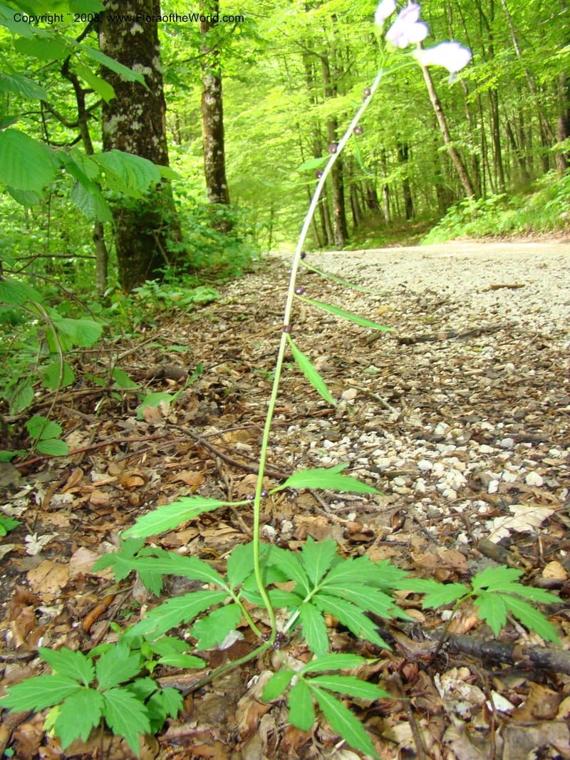 Slovenia. Kamniska Bistrica. 19 May 08. 100.jpg
