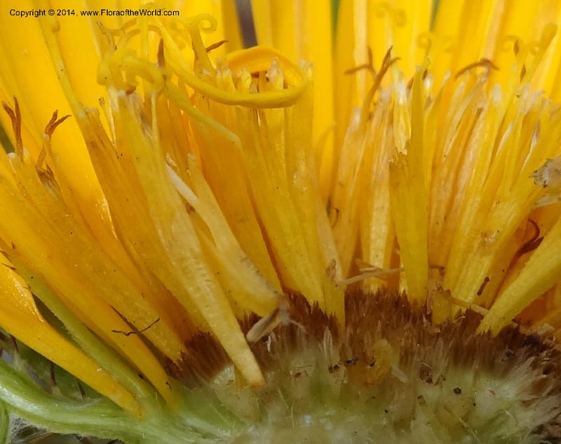 Berkheya barbata, Davidson, C 12314--South Africa. Western Cape. E. side, Fernkloof. 24 Jan 2014. DSC01799 (87).JPG